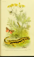 Picture 9 of 17 from Animal coloration : an account of the principal facts and theories relating to the colours and markings of animals (1892), leaf 189