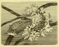Picture 10 of 17 from Animal coloration : an account of the principal facts and theories relating to the colours and markings of animals (1892), leaf 193