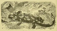 An illustration from Animal coloration : an account of the principal facts and theories relating to the colours and markings of animals (1892)