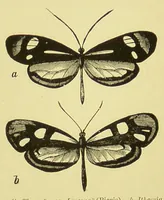 An illustration from Animal coloration : an account of the principal facts and theories relating to the colours and markings of animals (1892)