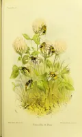 Picture 13 of 17 from Animal coloration : an account of the principal facts and theories relating to the colours and markings of animals (1892), leaf 245