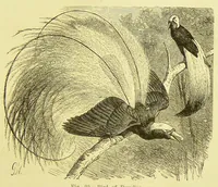 Picture 14 of 17 from Animal coloration : an account of the principal facts and theories relating to the colours and markings of animals (1892), leaf 277