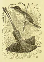 Picture 15 of 17 from Animal coloration : an account of the principal facts and theories relating to the colours and markings of animals (1892), leaf 278