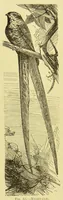 Picture 16 of 17 from Animal coloration : an account of the principal facts and theories relating to the colours and markings of animals (1892), leaf 290