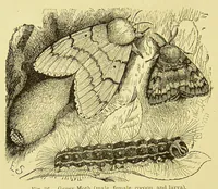 An illustration from Animal coloration : an account of the principal facts and theories relating to the colours and markings of animals (1892)