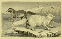 Picture 1 of 17 from Animal coloration : an account of the principal facts and theories relating to the colours and markings of animals (1892), leaf 88