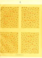 Picture 2 of 8 from Pseudo-isochromatische Tafeln für die Prüfung des Farbensinnes (1883), leaf 13
