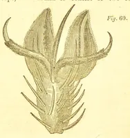 An illustration from Letters on natural magic, addressed to Sir Walter Scott, bart (1834)