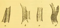 An illustration from Sound & colour : their relations, analogies & harmonies (1869)