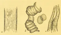 An illustration from Sound & colour : their relations, analogies & harmonies (1869)