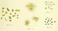 An illustration from Further observations on enterochlorophyll, and allied pigments (1886)