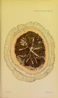 An illustration from Notes on the chromatology of Anthea cereus (1887)