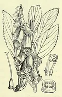 Picture 6 of 17 from Vergleichende Volksmedizin : eine Darstellung volksmedizinischer Sitten und Gebräuche, Anschauungen und Heilfaktoren, des Aberglaubens und der Zaubermedizin (1908), leaf 189