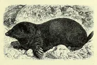 An illustration from Vergleichende Volksmedizin : eine Darstellung volksmedizinischer Sitten und Gebräuche, Anschauungen und Heilfaktoren, des Aberglaubens und der Zaubermedizin (1908)
