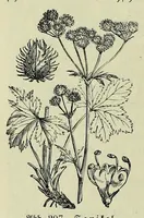 Picture 16 of 17 from Vergleichende Volksmedizin : eine Darstellung volksmedizinischer Sitten und Gebräuche, Anschauungen und Heilfaktoren, des Aberglaubens und der Zaubermedizin (1908), leaf 432