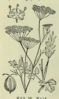 Picture 2 of 17 from Vergleichende Volksmedizin : eine Darstellung volksmedizinischer Sitten und Gebräuche, Anschauungen und Heilfaktoren, des Aberglaubens und der Zaubermedizin (1908), leaf 64