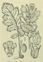 Picture 3 of 17 from Vergleichende Volksmedizin : eine Darstellung volksmedizinischer Sitten und Gebräuche, Anschauungen und Heilfaktoren, des Aberglaubens und der Zaubermedizin (1908), leaf 82