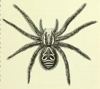Picture 11 of 14 from Vergleichende Volksmedizin : eine Darstellung volksmedizinischer Sitten und Gebräuche, Anschauungen und Heilfaktoren, des Aberglaubens und der Zaubermedizin (1908), leaf 795