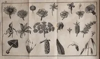 An illustration from Gazophylacium medico-physicum, oder Schatz-Kammer medicinisch- und natürlicher Dinge ... in einer ... lateinischen Alphabet-Ordnung ... vorgestellet ... (1784)