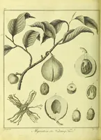 An illustration from A key to physic, and the occult sciences ... To which are added, lunar tables ... exhibiting ... the actual moment of the crisis of every disease ... The whole forming an interesting supplement to Culpeper's Family physician ... By E. Sibly . (1790)