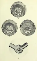 Picture 5 of 9 from Handbook of photomicrography (1913), leaf 239