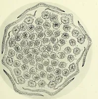 An illustration from Handbook of photomicrography (1913)