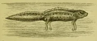 An illustration from Animal locomotion : or, walking, swimming, and flying, with a dissertation on aëronautics (1873)