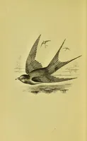 An illustration from Animal locomotion : or, walking, swimming, and flying, with a dissertation on aëronautics (1873)