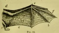 An illustration from Animal locomotion : or, walking, swimming, and flying, with a dissertation on aëronautics (1873)
