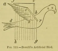 An illustration from Animal locomotion : or, walking, swimming, and flying, with a dissertation on aëronautics (1873)