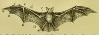 An illustration from Animal locomotion : or, walking, swimming, and flying, with a dissertation on aëronautics (1873)