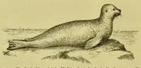 An illustration from Animal locomotion : or, walking, swimming, and flying, with a dissertation on aëronautics (1873)