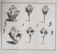 An illustration from Delle porpore e delle materie vestiarie presso gli antichi. Dissertazione epistolare (1786)