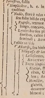 An illustration from Methodus plantarum nova, brevitatis et perspicuitatis causa synoptice in tabulis exhibita. Cum notis generum tum summorum tum subalternorum characteristicis, observationibus nonnullis de seminibus plantarum & indice copioso (1682)