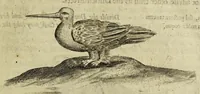 Picture 7 of 45 from Some years travels into divers parts of Africa, and Asia the Great. Describing more particularly the Empires of Persia and Industan ... As also, many ... kingdoms in the oriental India ... (1677), leaf 23