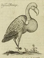 An illustration from Some years travels into divers parts of Africa, and Asia the Great. Describing more particularly the Empires of Persia and Industan ... As also, many ... kingdoms in the oriental India ... (1677)