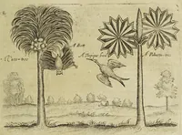 Picture 40 of 45 from Some years travels into divers parts of Africa, and Asia the Great. Describing more particularly the Empires of Persia and Industan ... As also, many ... kingdoms in the oriental India ... (1677), leaf 397