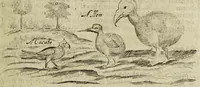 Picture 41 of 45 from Some years travels into divers parts of Africa, and Asia the Great. Describing more particularly the Empires of Persia and Industan ... As also, many ... kingdoms in the oriental India ... (1677), leaf 399