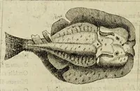 An illustration from Some years travels into divers parts of Africa, and Asia the Great. Describing more particularly the Empires of Persia and Industan ... As also, many ... kingdoms in the oriental India ... (1677)