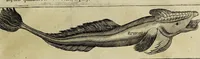 Picture 43 of 45 from Some years travels into divers parts of Africa, and Asia the Great. Describing more particularly the Empires of Persia and Industan ... As also, many ... kingdoms in the oriental India ... (1677), leaf 401