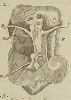An illustration from The anatomy of human bodies epitomiz'd : wherein all the parts of man's body, with their actions and uses, are succinctly describ'd, according to the newest doctrine of the most accurate and learned modern anatomists (1688)