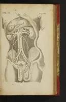 An illustration from The anatomy of human bodies epitomiz'd : wherein all the parts of man's body, with their actions and uses, are succinctly describ'd, according to the newest doctrine of the most accurate and learned modern anatomists (1688)