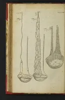 Picture 4 of 5 from The anatomy of human bodies epitomiz'd : wherein all the parts of man's body, with their actions and uses, are succinctly describ'd, according to the newest doctrine of the most accurate and learned modern anatomists (1688), leaf 186