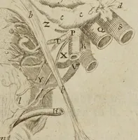 An illustration from The anatomy of human bodies epitomiz'd : wherein all the parts of man's body, with their actions and uses, are succinctly describ'd, according to the newest doctrine of the most accurate and learned modern anatomists (1688)