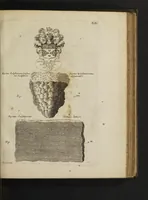 An illustration from De thermis Britannicis tractatus. Accesserunt observationes hydrostaticae, chromaticae & miscellaneae, uniuscujusque balnei apud Bathoniam naturam, proprietatem & distinctionem, curatius exhibentes (1691)
