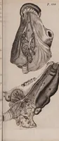 An illustration from Adenographia: sive glandularum totius corporis descriptio ... (1656)