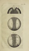 Picture 7 of 7 from The theory of the earth: containing an account of the original of the earth, and of all the general changes which it hath already undergone, or is to undergo, till the consummation of all things. The two first books, concerning the deluge and concerning paradise (1684), leaf 159