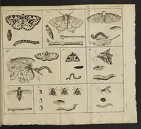 An illustration from De insectis, in methodum redactus; cum notularum additione (1685)