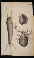 An illustration from Micrographia: or some physiological descriptions of minute bodies made by magnifying glasses. With observations and inquiries thereupon (1665)