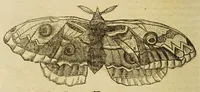An illustration from Insectorum sive minimorum animalium theatrum (1634)